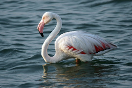 Description: Kalkfontein Dam Nature Reserve